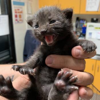 Biggie -  Domestic Short Hair Cat for Adoption in Los Angeles, California - Biggie | PetCurious
