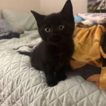 Nightshade -  Domestic Short Hair Cat for Adoption in Binghamton, New York - Nightshade | PetCurious