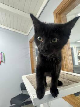 Fred -  Domestic Short Hair Cat for Adoption in Mount Vernon, Ohio - Fred | PetCurious