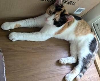 Koi -  Domestic Short Hair Cat for Adoption in Hillsboro, Oregon - Koi | PetCurious