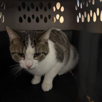 Domestic Short Hair Cats Available for Adoption - Little Man | PetCurious