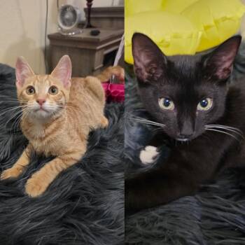 Pucca (F) and Garu (M) -  Tuxedo and Tabby Cat for Adoption in Coral Gables, Florida - Pucca (F) And Garu (M) | PetCurious