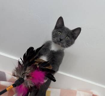Duchess & Spark -  Domestic Short Hair Cat for Adoption in San Jose, California - Duchess & Spark | PetCurious