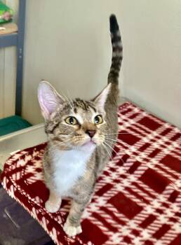 Calico Cats Available for Adoption in Mitchell, South Dakota - Piper - Calico Kitten - #20 | PetCurious