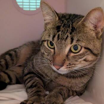 Kombucha -  Domestic Short Hair Cat for Adoption in South Burlington, Vermont - Kombucha | PetCurious