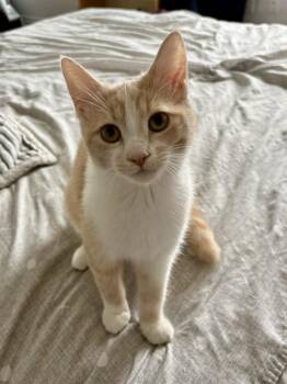 Domestic Short Hair Cats Available for Adoption in Ottawa, Ontario - Chai | PetCurious