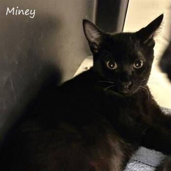 Miney -  Domestic Short Hair Cat for Adoption in Yucaipa, California - Miney | PetCurious