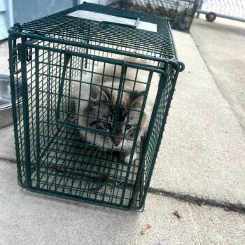 Domestic Long Hair Cats Available for Adoption - Espresso | PetCurious