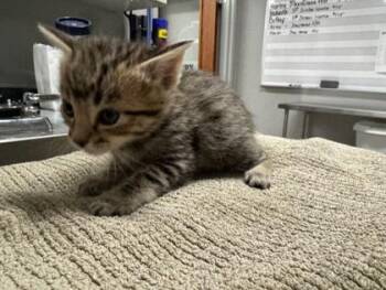 Otis -  Domestic Short Hair Cat for Adoption in Pequot Lakes, Minnesota - Otis | PetCurious