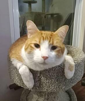 PJ -  Tabby Cat for Adoption in Capshaw, Alabama - PJ | PetCurious