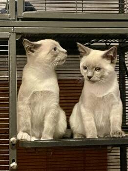 Domestic Short Hair and Siamese Cats Available for Adoption - Harry & Marv | PetCurious