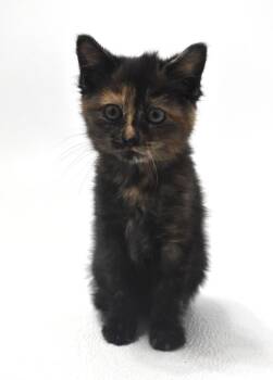 Chai -  Domestic Short Hair Cat for Adoption in Springfield, Ohio - Chai | PetCurious