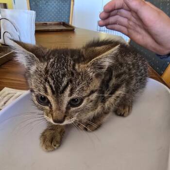 Caspian -  Domestic Short Hair Cat for Adoption in Klamath Falls, Oregon - Caspian | PetCurious