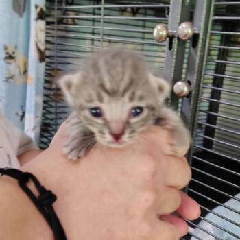 Luke -  Domestic Short Hair Cat for Adoption in Inman, South Carolina - Luke | PetCurious