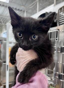Zulu Ace -  Domestic Short Hair Cat for Adoption in Cincinnati, Ohio - Zulu Ace | PetCurious