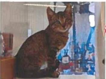 Rescue Domestic Short Hair Cats for Adoption - Jason | PetCurious