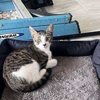 Elvis -  Domestic Short Hair Cat for Adoption in Tampa, Florida - Elvis | PetCurious
