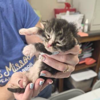 Domestic Long Hair Cats Available for Adoption in Incline Village, Nevada - Hummingbird | PetCurious