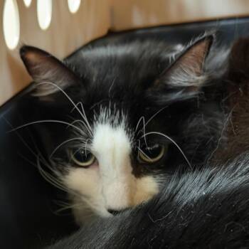 Darla -  Domestic Long Hair Cat for Adoption in Goleta, California - Darla | PetCurious