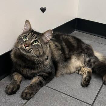Abel -  Domestic Long Hair Cat for Adoption in Hemet, California - Abel | PetCurious