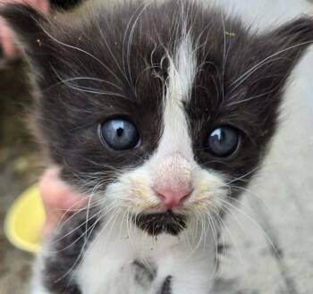 Domestic Short Hair Cats Available for Adoption in Salinas, California - Alder | PetCurious
