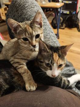 Mina -  Domestic Short Hair Cat for Adoption in Morganton, North Carolina - Mina | PetCurious