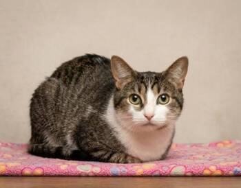 Domestic Short Hair and American Shorthair Cats Available for Adoption in Bedford, Indiana - Blizzard | PetCurious