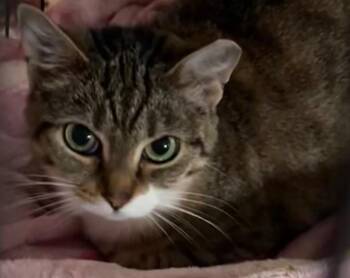 COONIE -  Domestic Short Hair Cat for Adoption in Elizabethton, Tennessee - COONIE | PetCurious