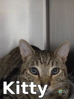 Kitty -  Domestic Short Hair Cat for Adoption in Rocky Mount, North Carolina - Kitty | PetCurious
