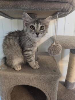 Objection -  Domestic Long Hair Cat for Adoption in Cary, North Carolina - Objection | PetCurious