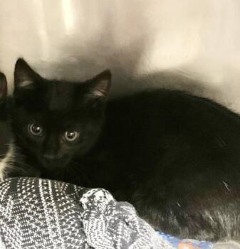 Larry -  Domestic Short Hair Cat for Adoption in Santa Rosa, California - Larry | PetCurious