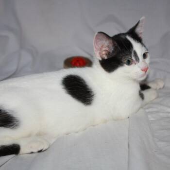 Jung -  Domestic Short Hair Cat for Adoption in Greenwood, Missouri - Jung | PetCurious