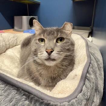 Domestic Short Hair Cats Available for Adoption in Oakville, Ontario - Estelle | PetCurious