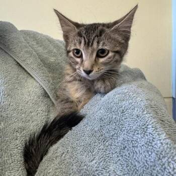 Vulpix -  Domestic Short Hair Cat for Adoption in Richmond, Virginia - Vulpix | PetCurious