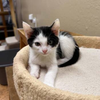 Poppy -  Domestic Short Hair Cat for Adoption in San Anselmo, California - Poppy | PetCurious