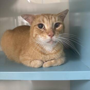 Sincere -  Domestic Short Hair Cat for Adoption in Sunrise, Florida - Sincere | PetCurious