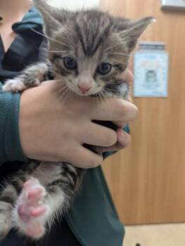 Jafar -  Domestic Short Hair Cat for Adoption in West Chester, Pennsylvania - Jafar | PetCurious