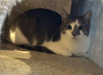 Rescue Domestic Short Hair Cats for Adoption in Tipp City, Ohio - Cindy Clawfured | PetCurious