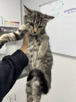 Rescue Domestic Short Hair Cats for Adoption in West Chester, Pennsylvania - Crawly | PetCurious