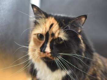 Mini Pearl -  Domestic Long Hair Cat for Adoption in Portland, Oregon - Mini Pearl | PetCurious