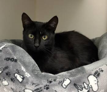 Rescue Domestic Short Hair Cats for Adoption in Lebec, California - Mystique | PetCurious