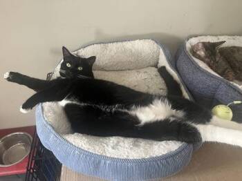 Domestic Short Hair Cats Available for Adoption in Canal Winchester, Ohio - Raven | PetCurious