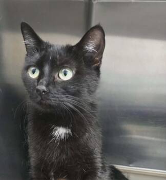 Karen -  Domestic Short Hair Cat Available for Adoption in Hillsdale, Indiana - Karen | PetCurious