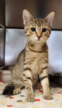 Maluku -  Domestic Short Hair Cat for Adoption in Clayton, New Jersey - Maluku | PetCurious