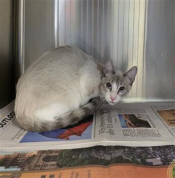JAX -  Siamese Cat for Adoption in Houston, Texas - JAX | PetCurious