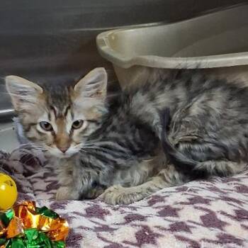 Domestic Short Hair Cats Available for Adoption in Cedaredge, Colorado - Cadburry | PetCurious