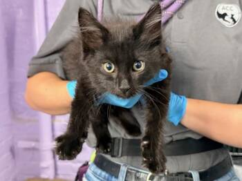 Miami Vice -  Domestic Long Hair Cat for Adoption in New York, New York - Miami Vice | PetCurious