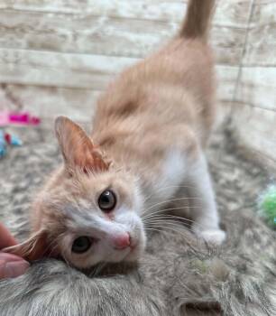 Fernando -  Domestic Short Hair Cat for Adoption in Lexington, Kentucky - Fernando | PetCurious