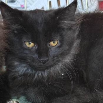 Maisie Mcfluffins -  Domestic Long Hair Cat for Adoption in Lancaster, Ohio - Maisie Mcfluffins | PetCurious