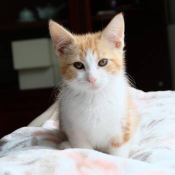 Kristoff -  Domestic Short Hair Cat for Adoption in Portland, Oregon - Kristoff | PetCurious